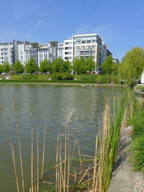 Schilf am Engelbecken