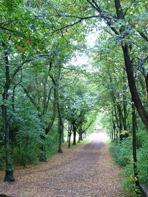 Einer der Wege durch die Schönholzer Heide