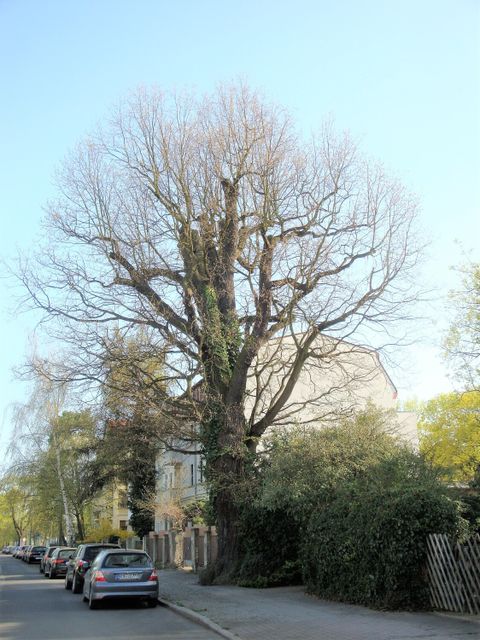 Stiel-Eiche