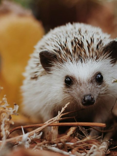 Igel