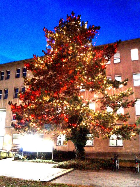 Und jetzt leuchten auch wieder die Lichterketten am Weihnachtsbaum vor dem Reinickendorfer Rathaus. (Bild: BA Reinickendorf)