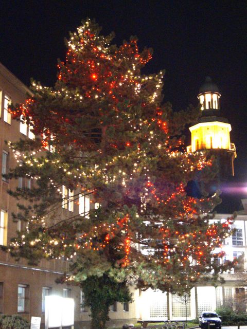 6.240 Lichter lassen den Baum bunt erstrahlen. (Bild: BA Reinickendorf)