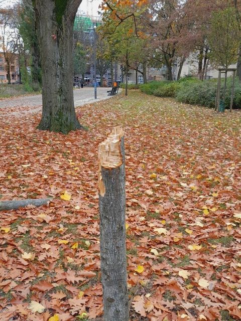 1031-vandalismus-baeume-am-schaefersee-1.jpg