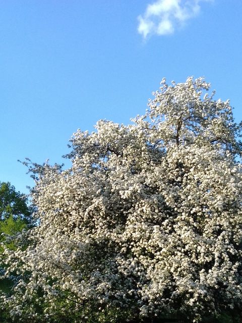 Das Bild zeigt einen Wild-Apfelbaum