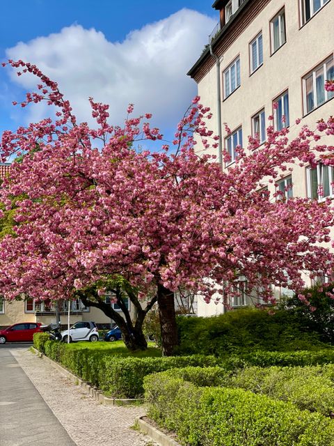 (Bild: Bezirksamt Steglitz-Zehlendorf)