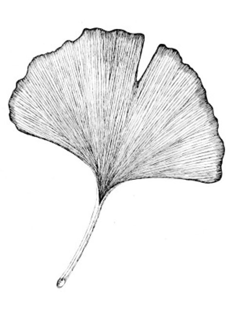 Gingkoblatt