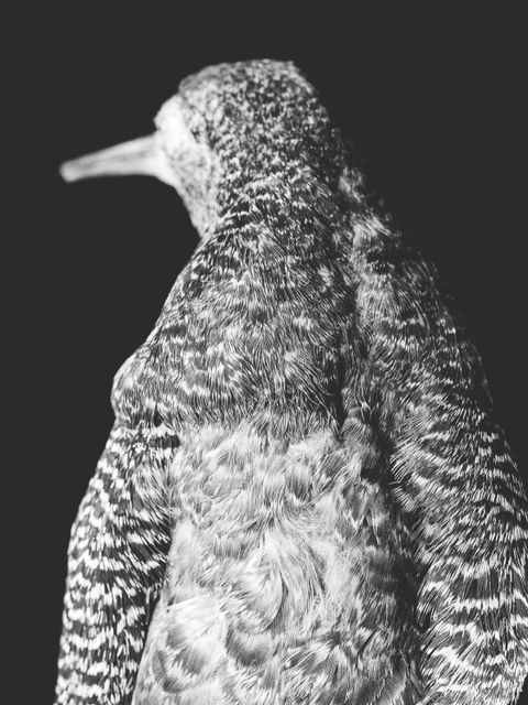 "Philomachus pugnax", 2020 (Bild: Nadja Bournonville)