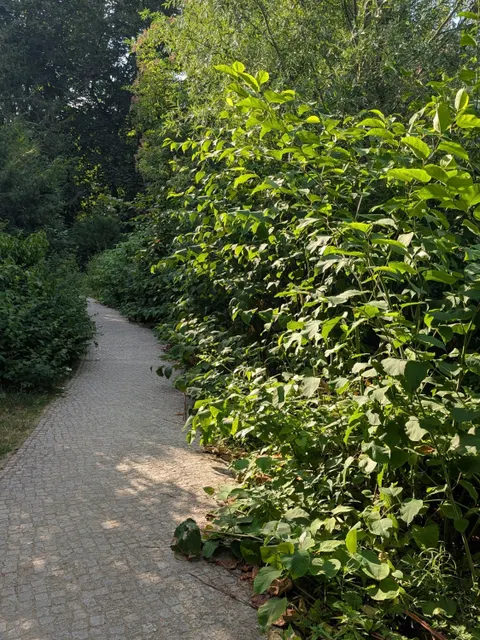 Der Japanische Knöterich ist für seine extreme Hartnäckigkeit und seine tiefen, speicherfähigen Wurzeln bekannt. (Bild: Bezirksamt Tempelhof Schöneberg/Ulrike Harbort)