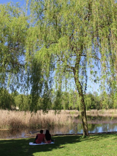 Ein Ort zum Erholen: Der Lichtenrader Dorfteich