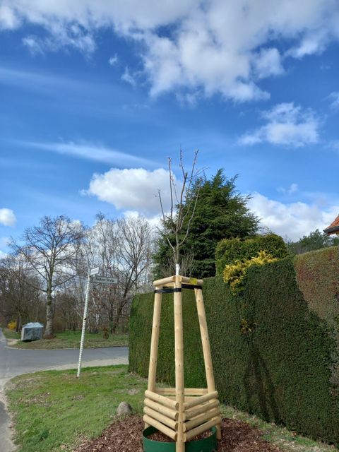 Zerstörter Jungbaum in der Kleinschewskystraße (Bild: BA-TK)
