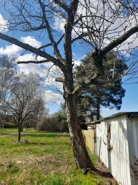 Kirschbaum am Gerosteig