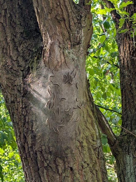 Nest des Eichenprozessionsspinners an einer Eiche