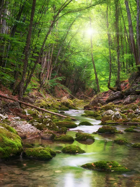 Ein Fluß der durch eine Wald fließt
