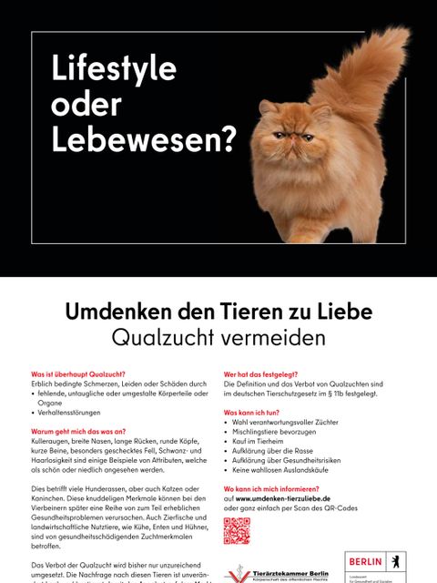 Katze auf dem Poster zu sehen