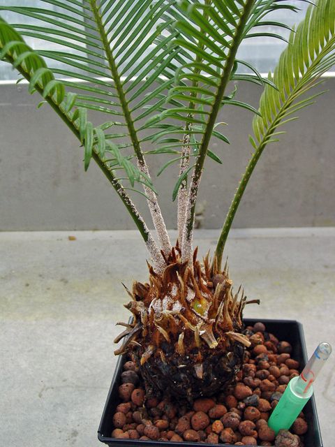Cycas-Palmfarn in Hydrogefäß (Wolllausbefall ist unabhängig von dem Gefäß) (Bild: Pflanzenschutzamt Berlin)