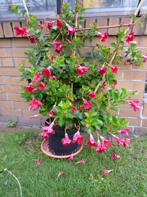 Tropenpflanze (Dipladenia) (Bild: Pflanzenschutzamt Berlin)