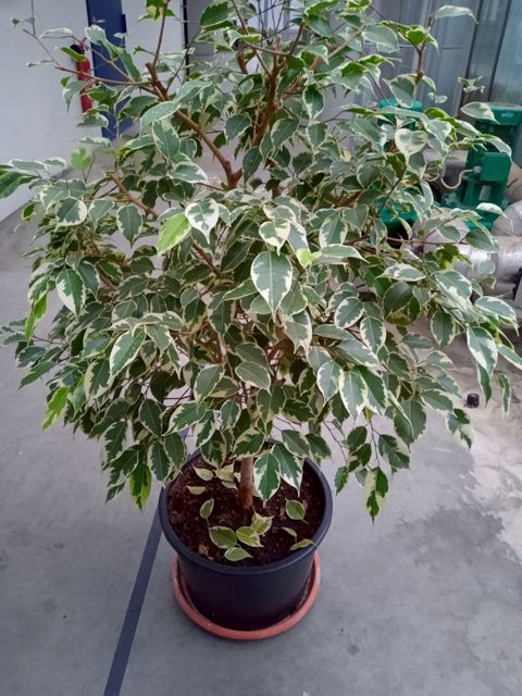 Ficus benjamina (Bild: Pflanzenschutzamt Berlin)
