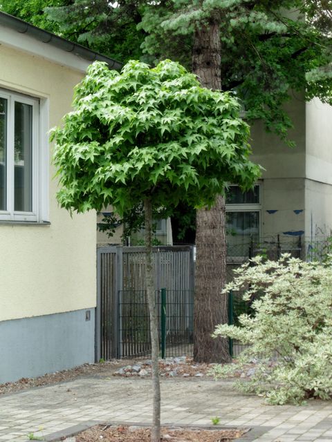 Liquidamber styraciflua 'Gum ball' (Bild: Pflanzenschutzamt Berlin)