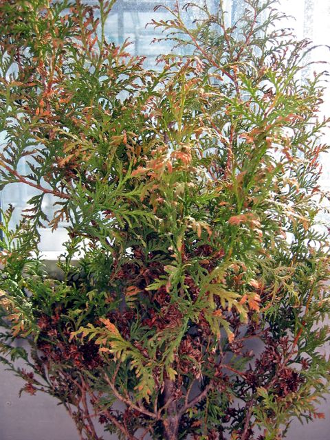 Trockenschaden an Thuja (Bild: Pflanzenschutzamt Berlin )