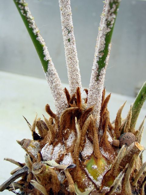 Wollläuse an Cycas-Palmfarn (Bild: Pflanzenschutzamt Berlin)
