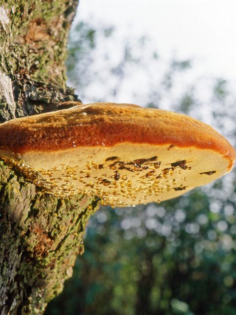 Holz zersetzender Pilz „Zottiger Schillerporling“ (Bild: Pflanzenschutzamt Berlin)