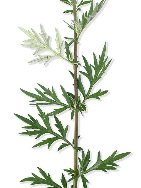 Artemisia vulgaris (Bild: Justus Meißner)