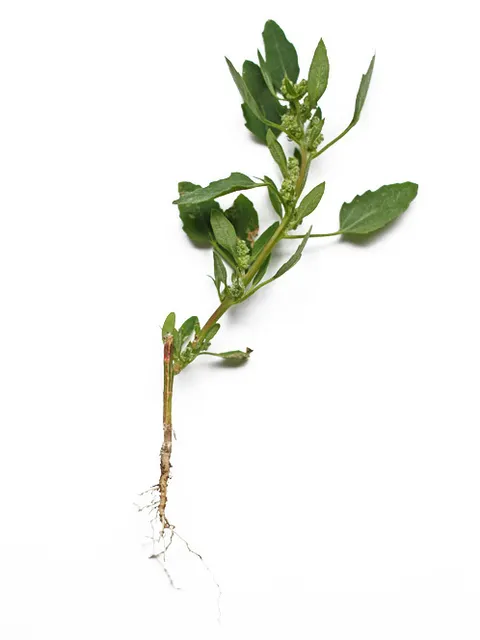Chenopodium album (Bild: Justus Meißner)