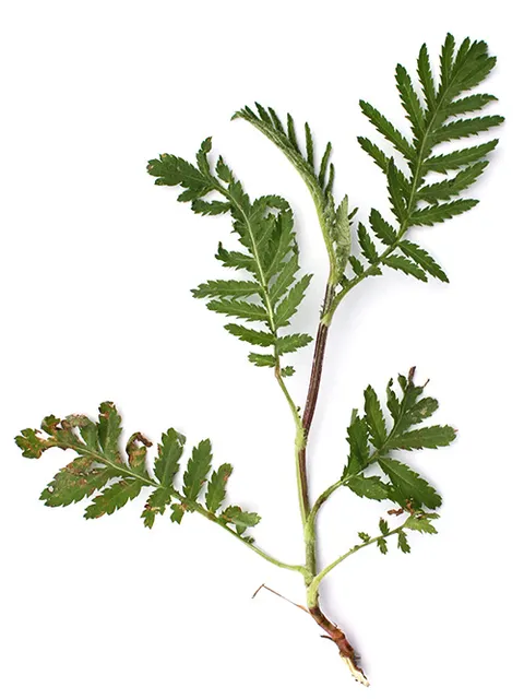 Tanacetum vulgare (Bild: Justus Meißner)