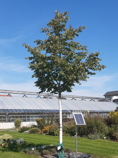 Linde Saftfluss Testphase (Bild: Pflanzenschutzamt Berlin)