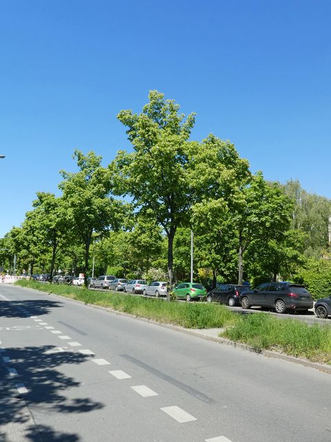 Zustand am 30.05.2021 (Bild: Pflanzenschutzamt Berlin)