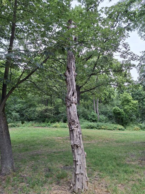 Toter Baum im Park