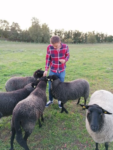 Auf einer grünen Weide füttert ein junger Mann mit kurzem braunem Haar Schafe. Er hat den Kopf gesenkt und trägt ein rot-blau kariertes Hemd, dazu Jeans und Sneaker. Neugierig scharen sich die Weidetiere mit dunkelbraunem Fell um seine Hand mit Futter. Ein helleres Tier blickt mit seinen kleinen wachen Augen direkt zum Betrachter. Sein breiter Kopf ist von schwarz-braunem Fell bedeckt, auch die Ohren sind schwarz und haben je eine gelbe Marke.