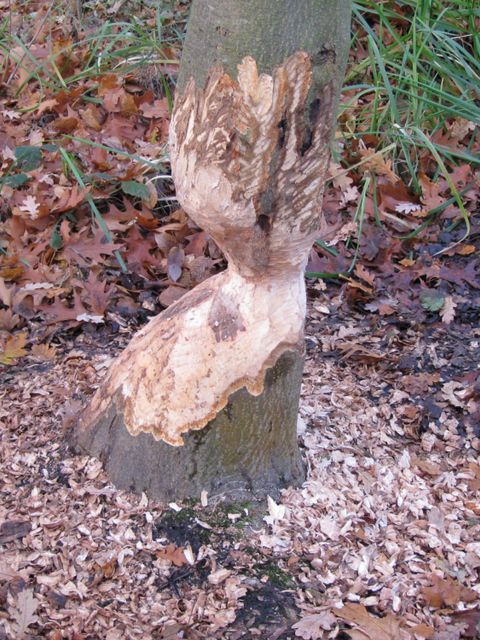 Nagebaum des Bibers (Bild: Derk Ehlert)