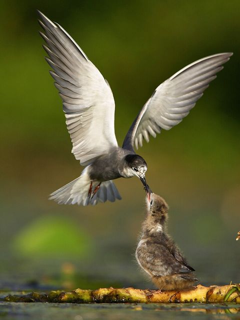 Trauerseeschwalbe (Chlidonias niger) (Bild: Josef Vorholt)