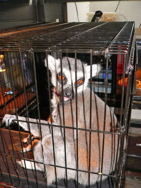 Katta in Japan (Lemur catta) (Bild: Dr. Mark Auliya)