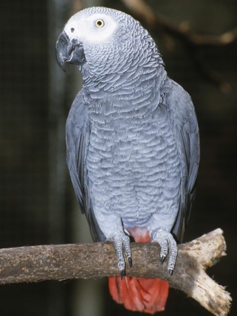 Graupapagei (Psittacus erithacus) (Bild: Karl Bröseke)