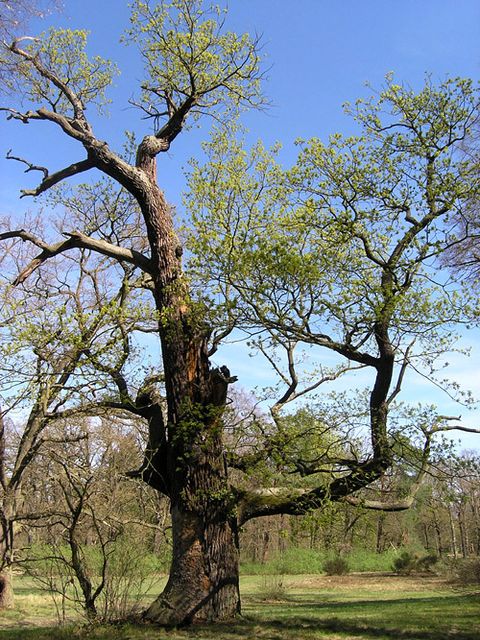 Alteiche auf der Pfaueninsel (Bild: SenUVK)