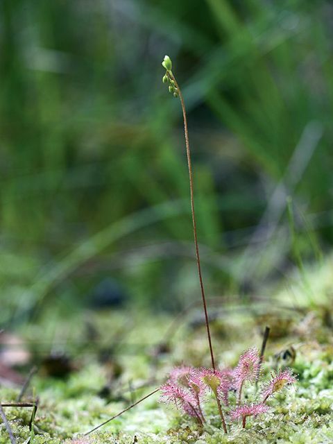 Sonnentau (Drosera spec.)