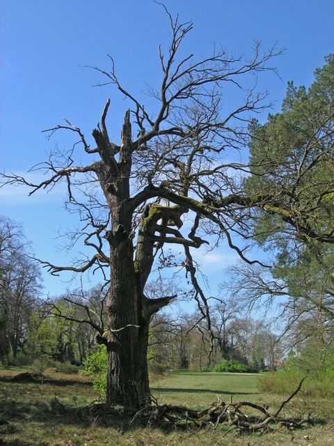 Altbaum (Bild: SenMVKU)