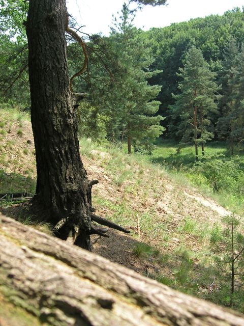 Murellenschlucht und Schanzenwald (Bild: SenUMVK)