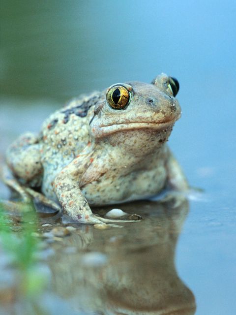 Knoblauchkröte (Pelobates fuscus) (Bild: Florian Möllers)