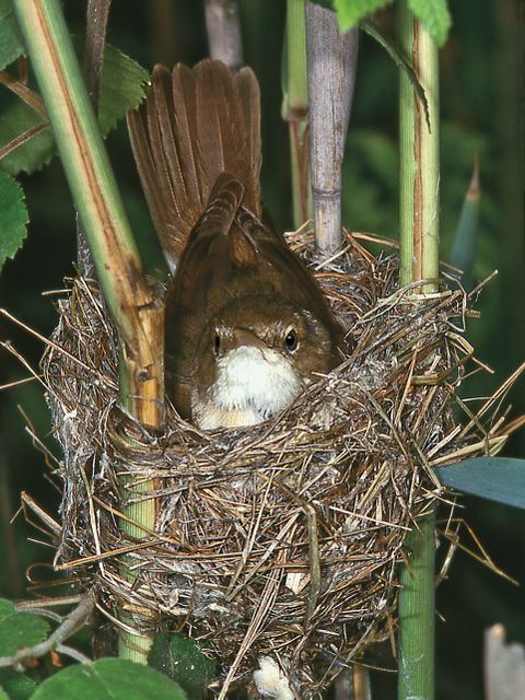 Teichrohrsänger (Bild: Wolfgang Klaeber)