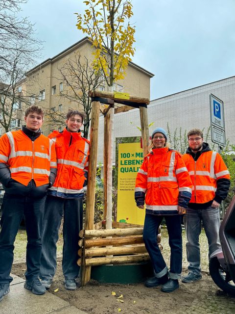 Bandelstraße 4 in Berlin-Moabit, Säulen-Hainbuche, gepflanzt am 20.11.2025 (Bild: SenMVKU)