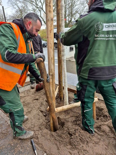 Baumpflanzung des Arbeitskreises Stadtbäume der Deutschen Gartenamtsleiterkonferenz am 20.11.2025 (Bild: SenMVKU)