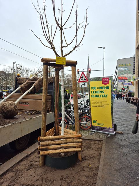 Baumpflanzung des Arbeitskreises Stadtbäume der Deutschen Gartenamtsleiterkonferenz am 20.11.2025 (Bild: SenMVKU)