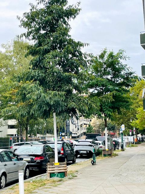 Alvenslebenstraße in Schöneberg / Tempelhof-Schöneberg, Alnus im Vordergrund (Alnus Spaethhii), im Hintergrund Robinie (Robinia pseudoacacia 'Sandraudiga'), gepflanzt: Herbst 2020 (Bild: SenMVKU)