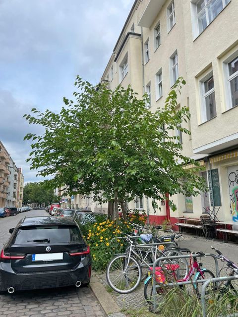 Freiligrathstraße in Kreuzberg / Friedrichshain-Kreuzberg, Weißer Maulbeerbaum (Morus alba), gepflanzt: Herbst 2020 (Bild: SenMVKU)