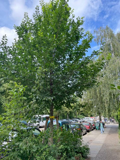 Paul-Lincke-Ufer in Kreuzberg / Friedrichshain-Kreuzberg, Ulmus ‚New Horizon‘, gepflanzt: Herbst 2020 (Bild: SenMVKU)