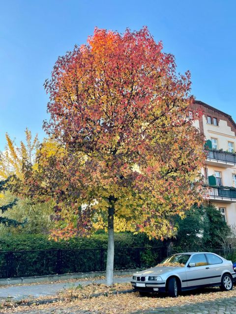 Uhlandstraße in Wilhelmsruh / Pankow, Amberbaum (Liquidambar styraciflua), gepflanzt: Frühjahr 2014 (Bild: SenMVKU)