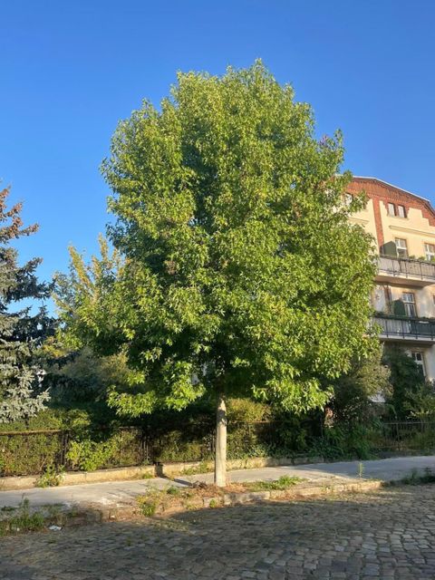 Uhlandstraße in Wilhelmsruh / Pankow, Amberbaum (Liquidambar styraciflua), gepflanzt: Frühjahr 2014 (Bild: SenMVKU)